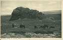 Dartmoor Ponies at Haytor Rocks Devon PPC (17789)