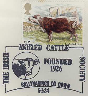 Moiled Cattle (pm250)